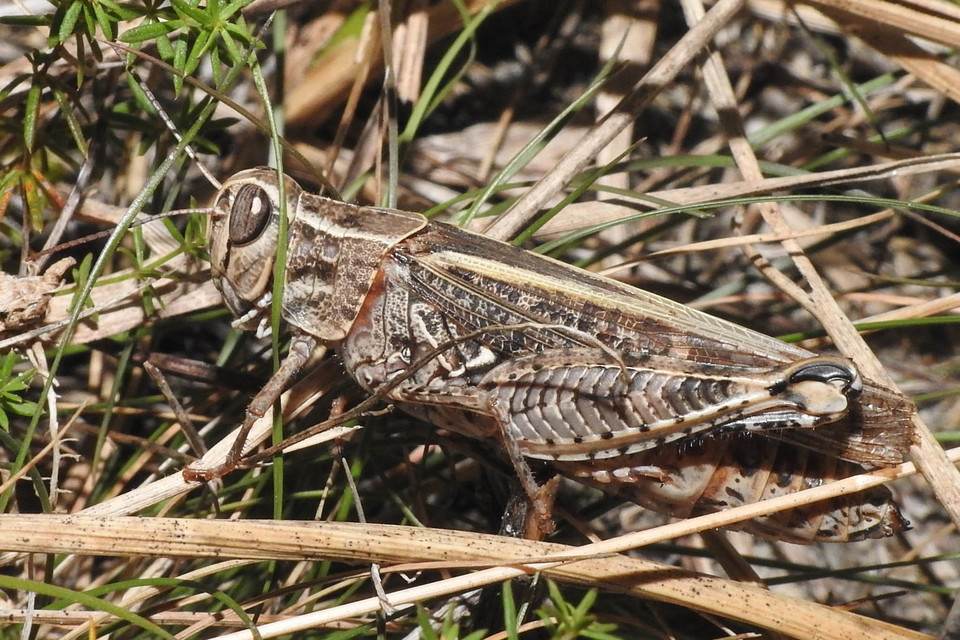 Calliptamus italicus - olaszsáska