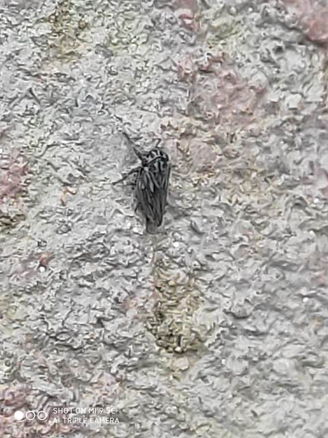 Anaceratagallia ribauti