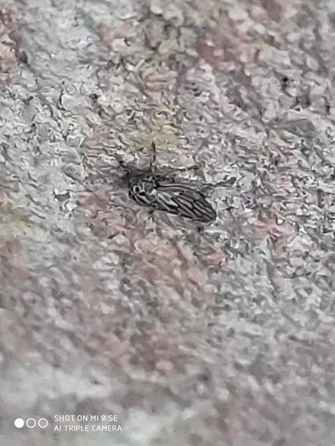 Anaceratagallia ribauti