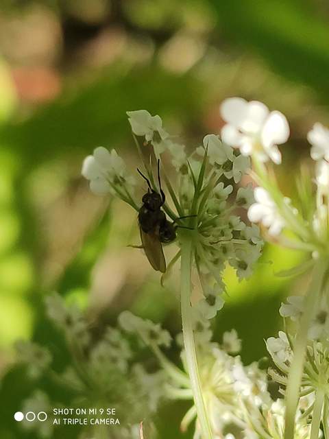 Calliopum