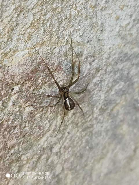 Linyphia triangularis - háromszöges vitorláspók