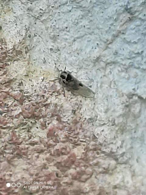Laodelphax striatellus
