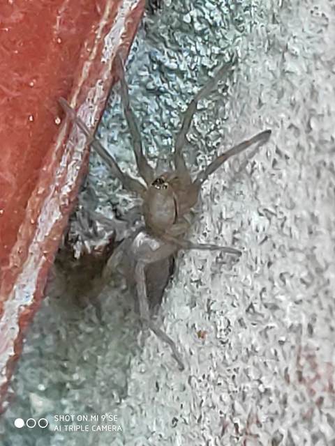 Clubionidae - kalitpókok