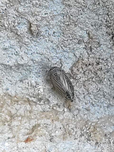 Streptanus aemulans