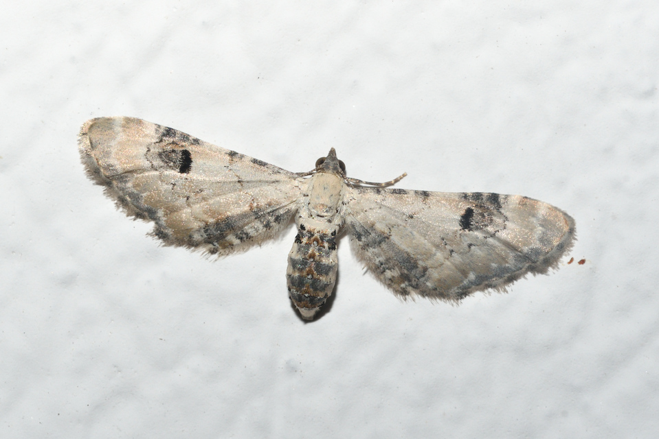 Eupithecia centaureata - búzavirág-törpearaszoló