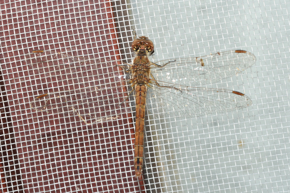 Sympetrum vulgatum - barkós katona-szitakötő