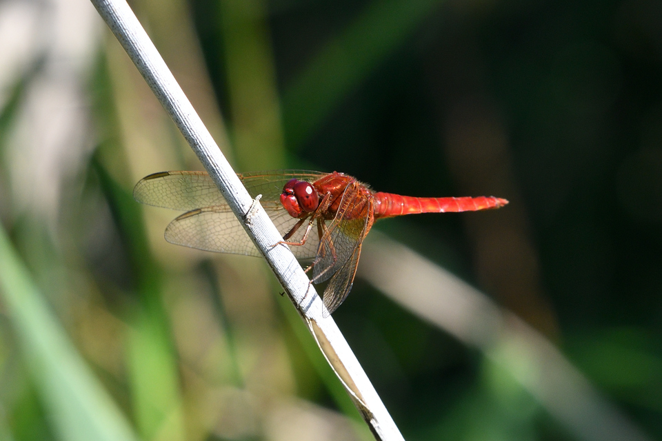 Crocothemis erythraea - skarlát szitakötő