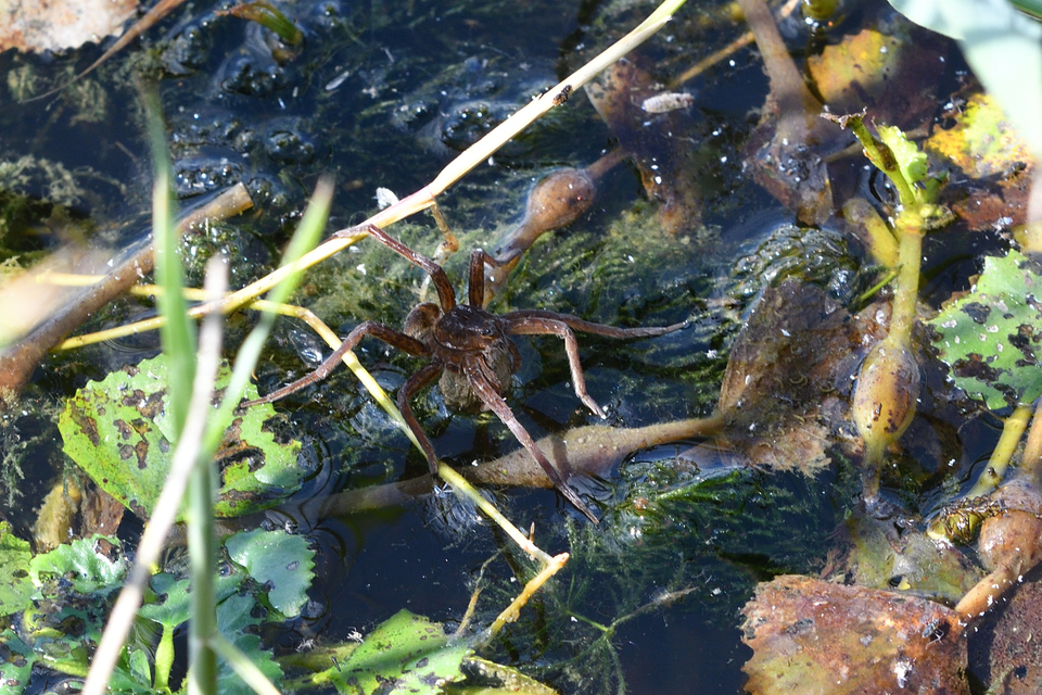 Dolomedes plantarius/fimbriatus