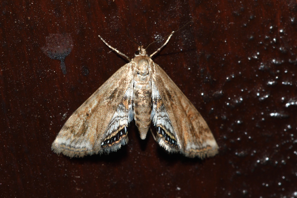 Cataclysta lemnata - békalencsemoly