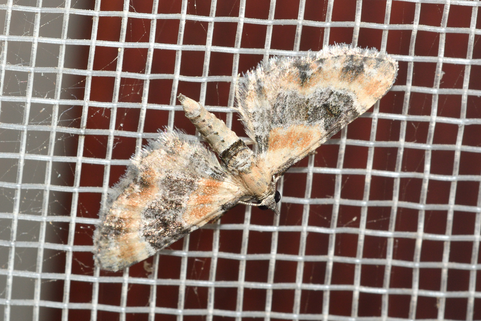 Eupithecia linariata - vonalas törpearaszoló