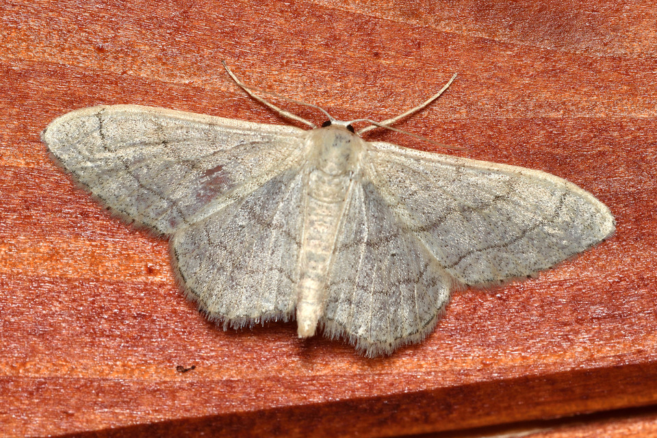 Idaea deversaria - egyszínű sávosaraszoló