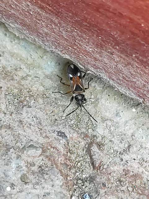 Raglius alboacuminatus - tarka díszesbodobács