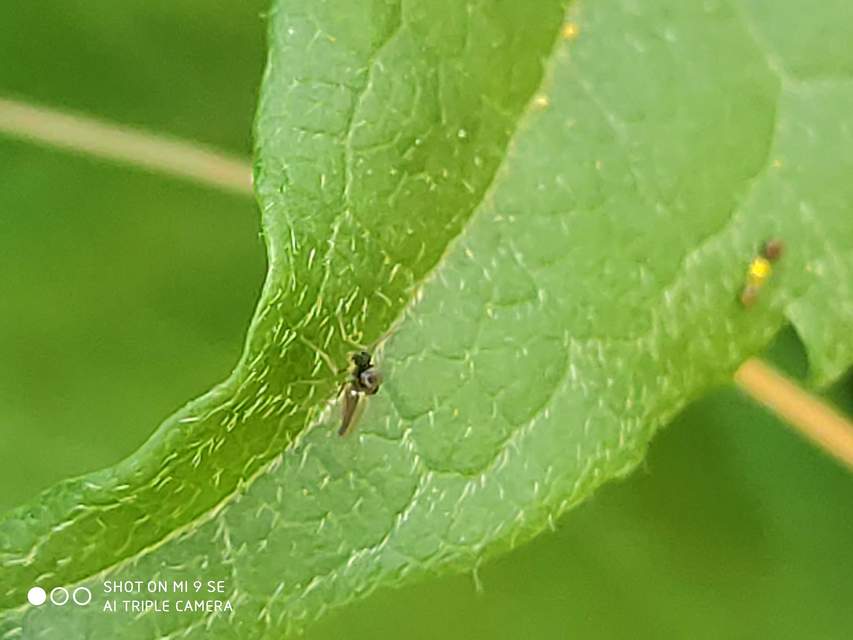 Forcipomyia