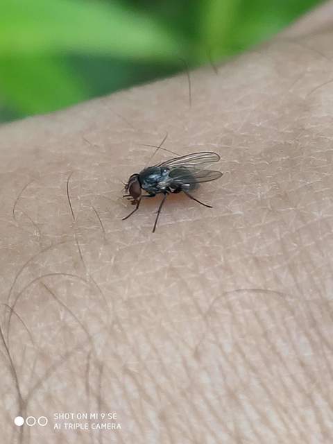 Fannia canicularis - kis házilégy