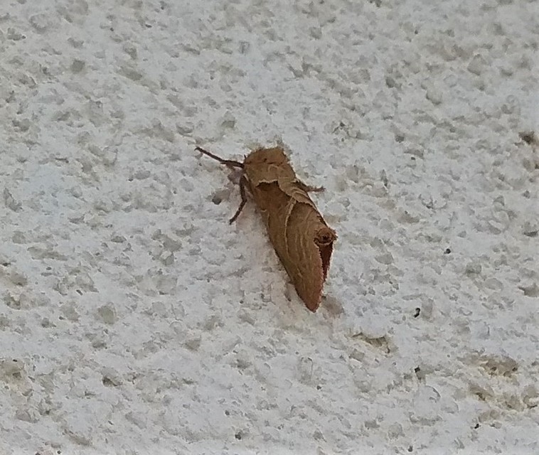Triodia sylvina - kis gyökérrágólepke