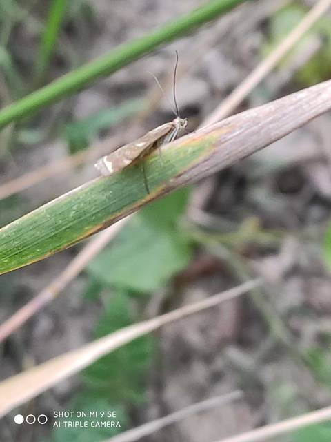 Loxostege sticticalis - muszkamoly
