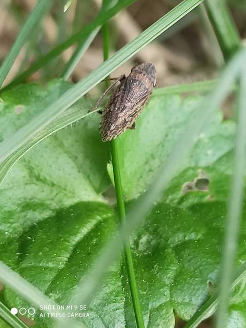 Aphrodes