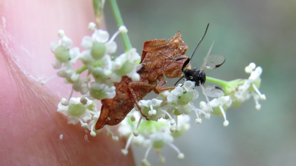 Phymata crassipes - fogólábú poloska