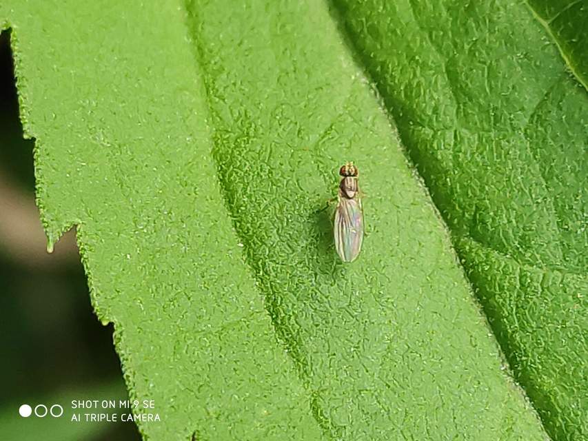 Scaptomyza
