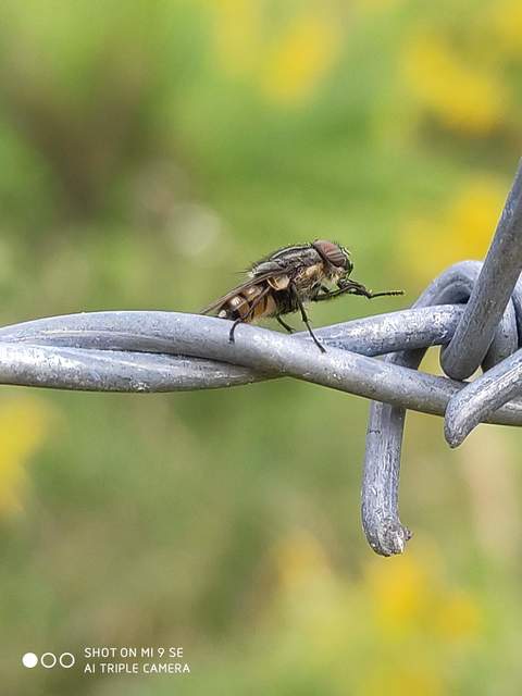 Stomorhina lunata - sáskaparazita légy