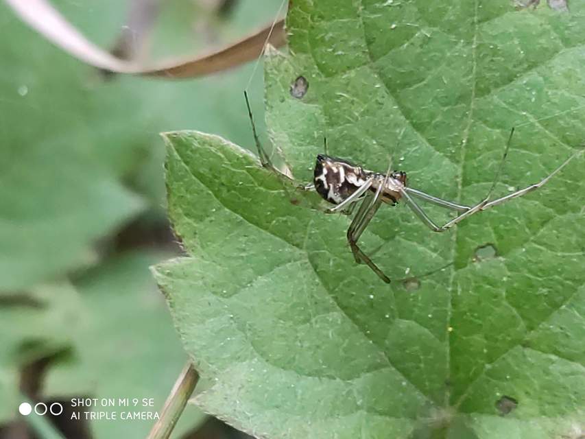 Linyphia triangularis - háromszöges vitorláspók