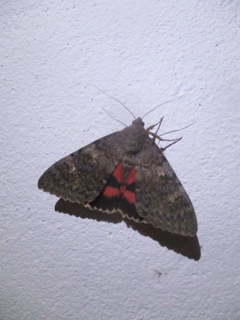 Catocala elocata - közönséges övesbagoly