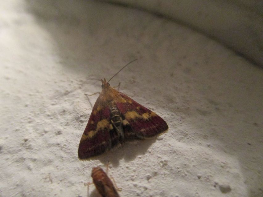 Pyrausta ostrinalis - ritka bíbormoly