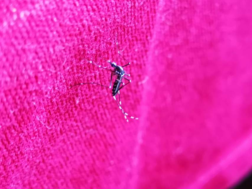 Aedes albopictus - ázsiai tigrisszúnyog