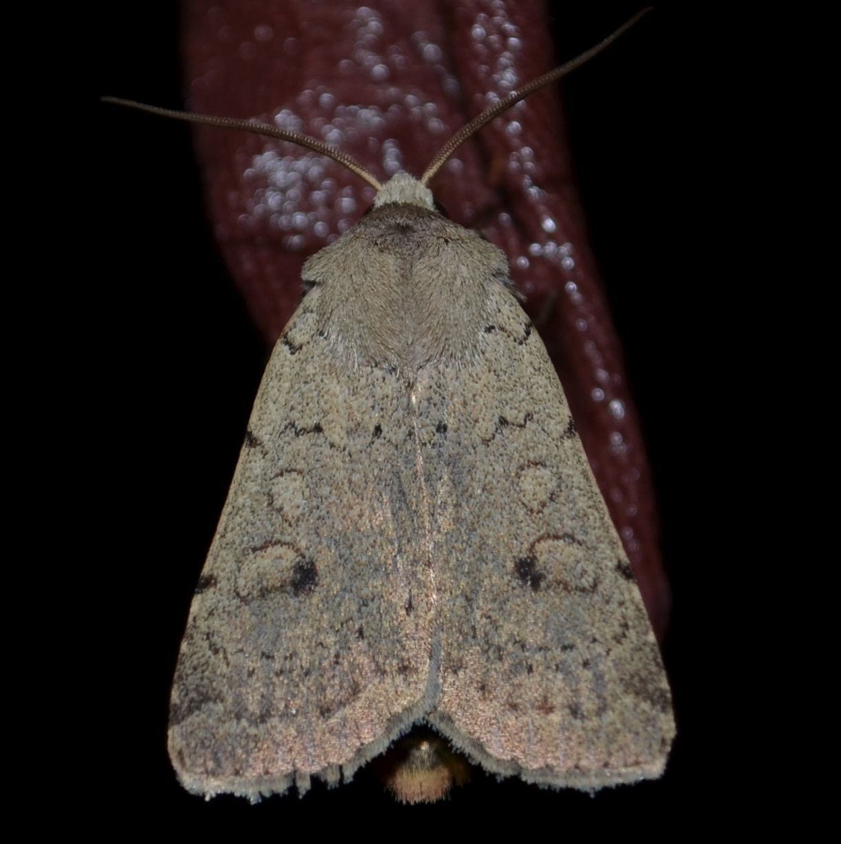 Xestia castanea michaeli - csarabos fűbagoly