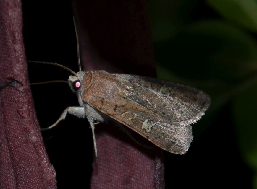 Xestia xanthographa - tarka fűbagoly
