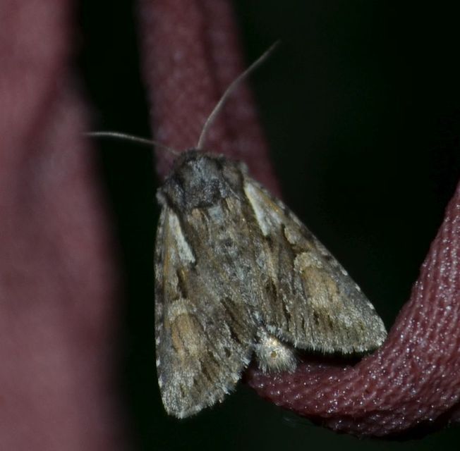 Chloantha hyperici - orbáncfű-sugarasbagoly