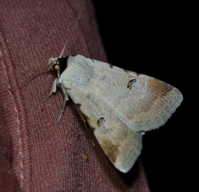 Lygephila craccae - gyakori csüdfűbagoly