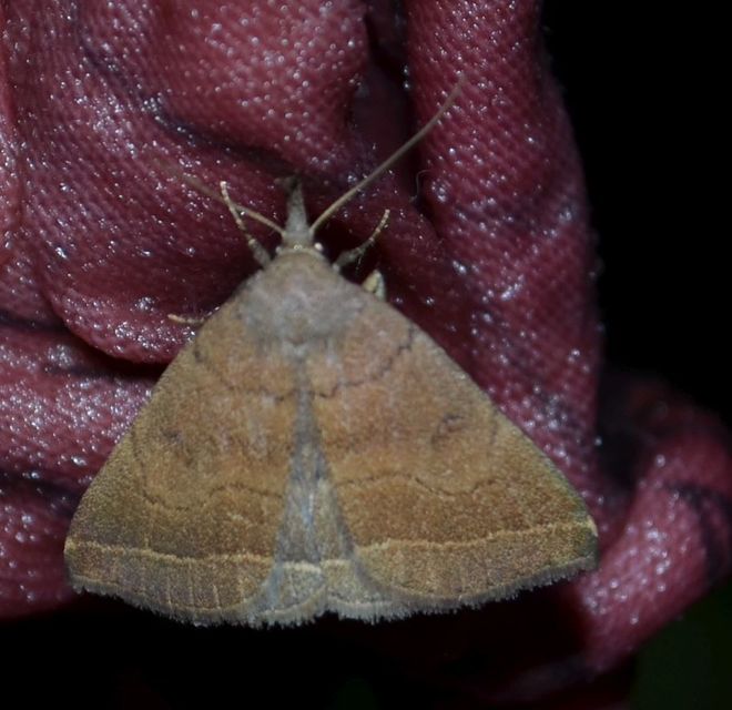 Pechipogo plumigeralis - tollascsápú karcsúbagoly