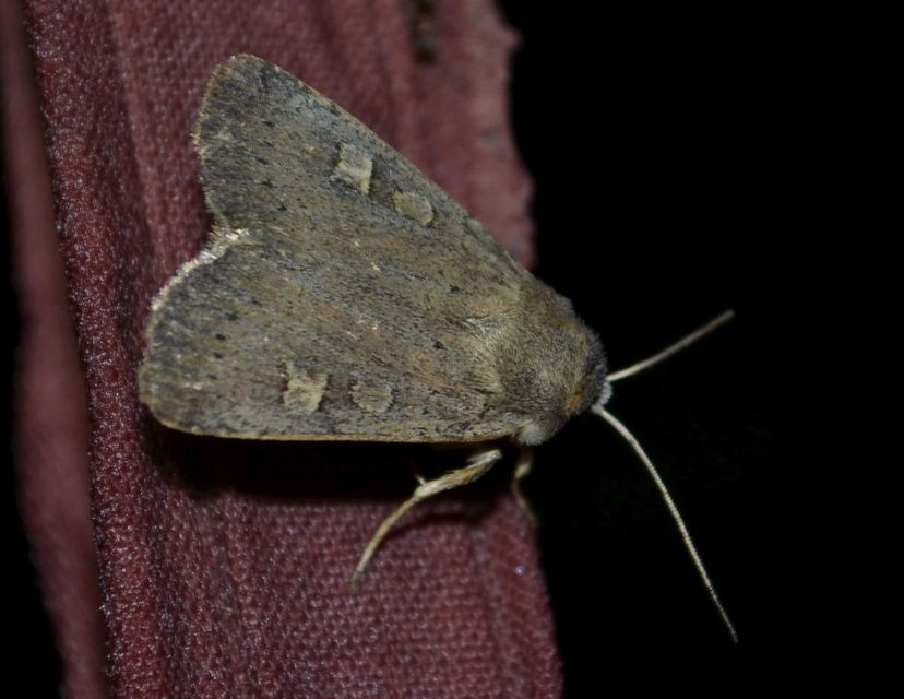 Xestia xanthographa - tarka fűbagoly