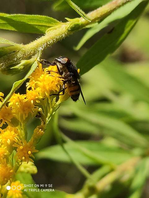 Stomorhina lunata - sáskaparazita légy
