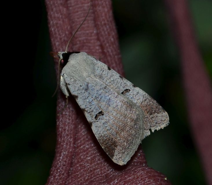 Lygephila craccae - gyakori csüdfűbagoly