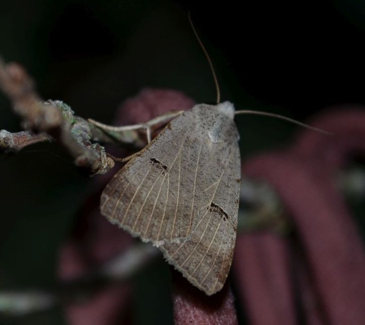 Lygephila craccae - gyakori csüdfűbagoly