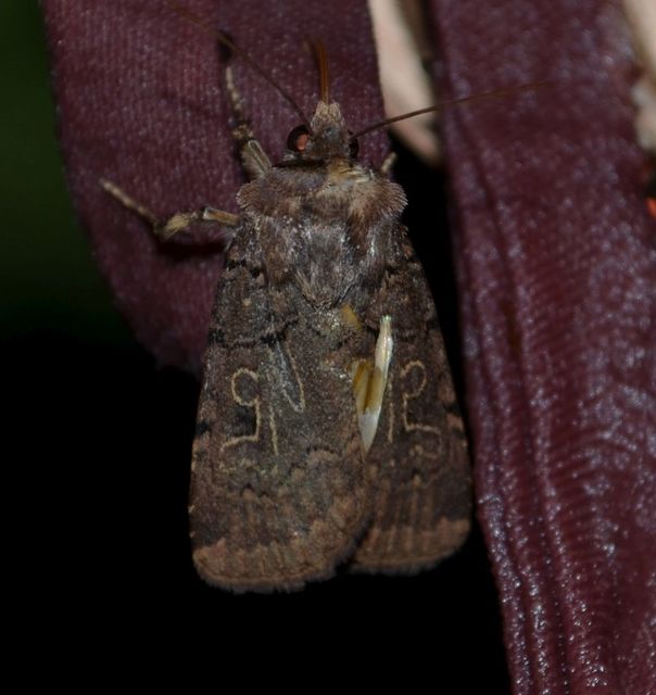 Chersotis rectangula - barna földibagoly