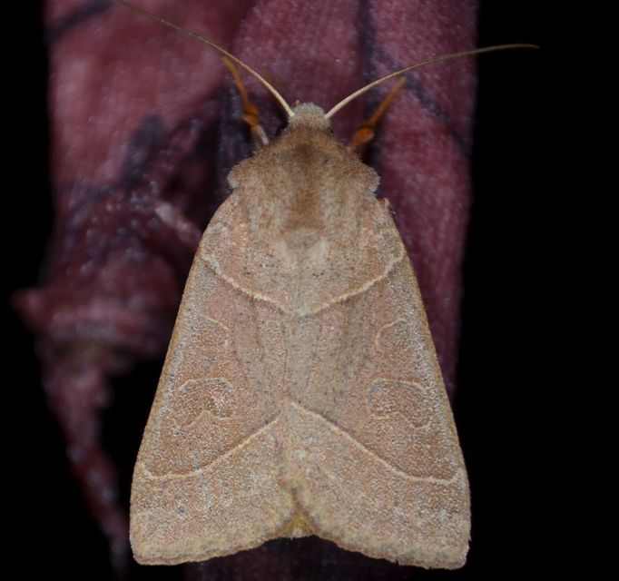 Mesogona acetosellae - madársóskabagoly