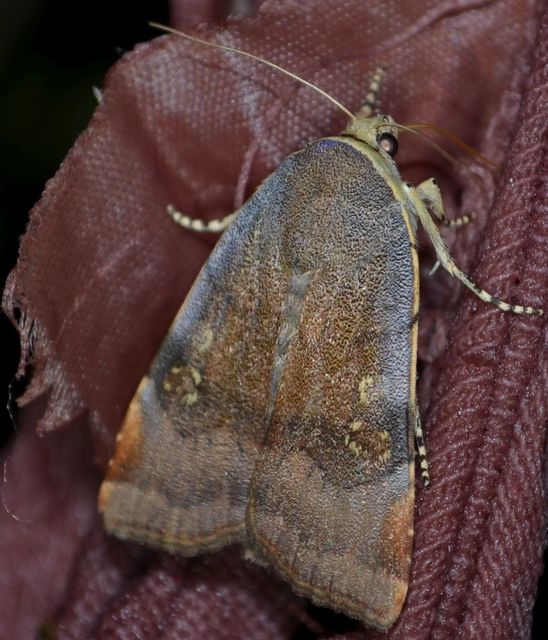 Noctua janthe/janthina