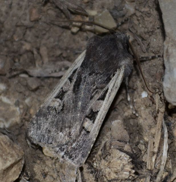 Euxoa hastifera pomazensis - szegélysávos földibagoly