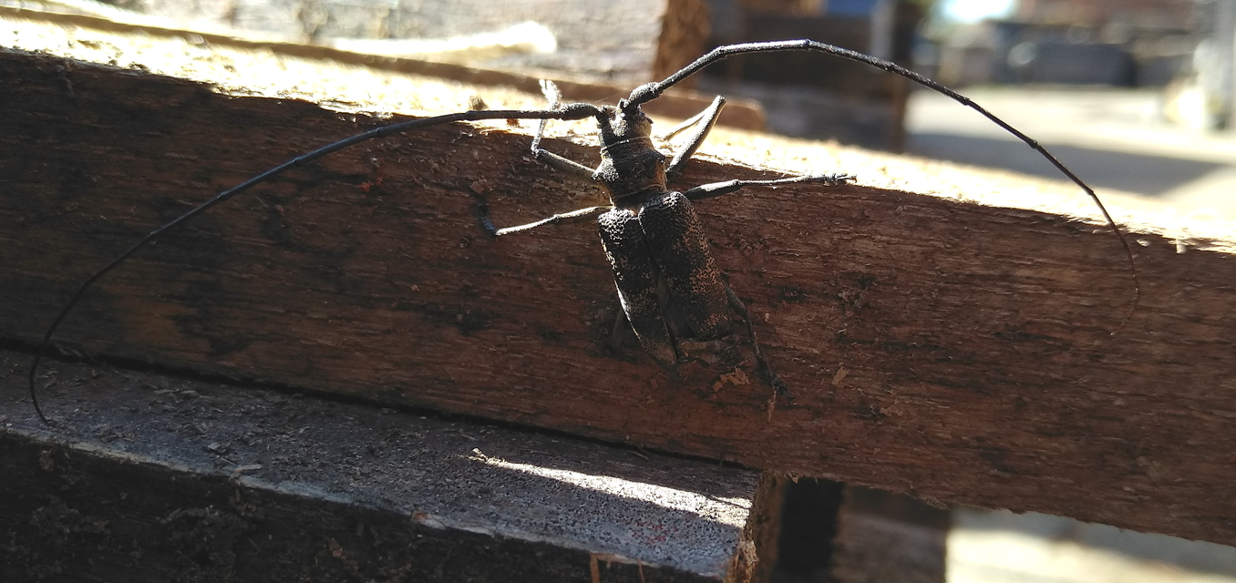 Monochamus galloprovincialis pistor - foltos fenyvescincér