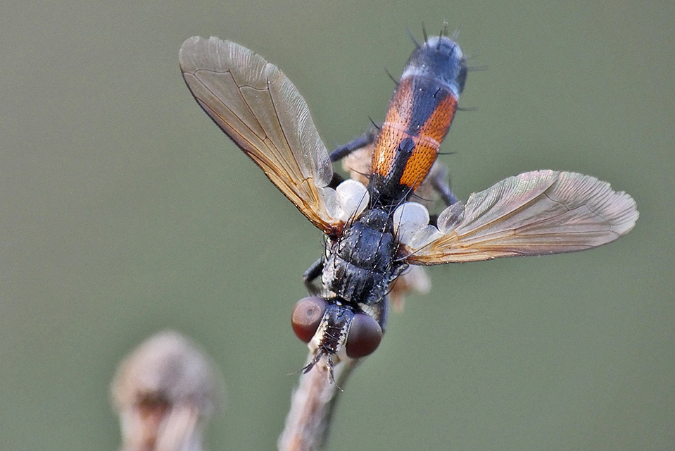 Cylindromyia