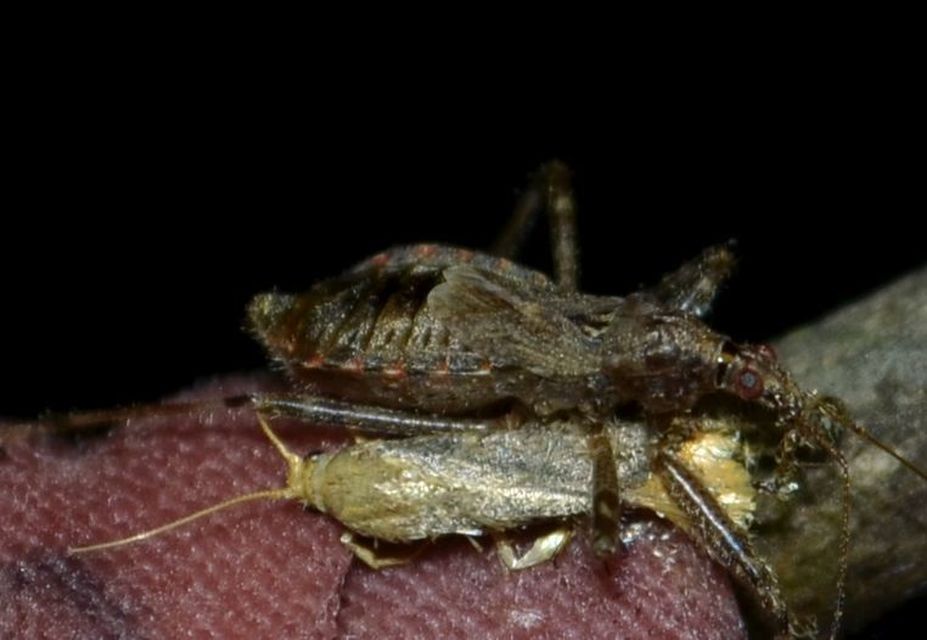 Himacerus apterus - nagy tolvajpoloska