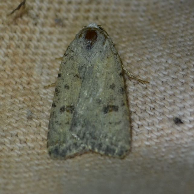 Paradrina clavipalpis - közönséges selymesbagoly