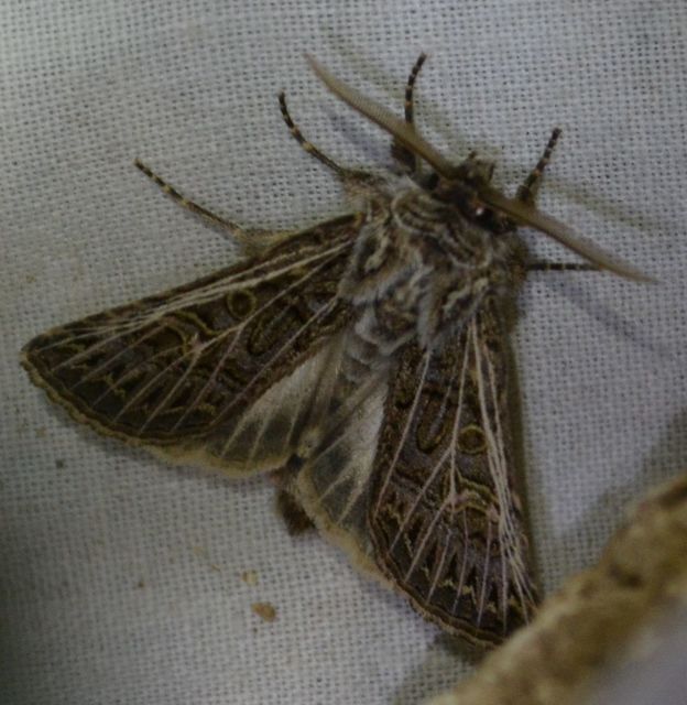 Tholera decimalis - közönséges fésűsbagoly