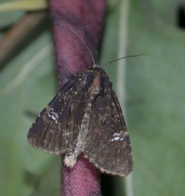 Mesapamea secalella/secalis