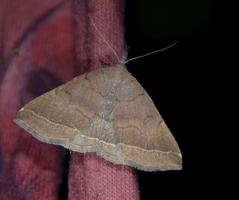 Pechipogo plumigeralis - tollascsápú karcsúbagoly
