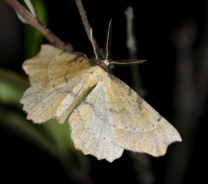 Artiora evonymaria - kecskerágó-araszoló