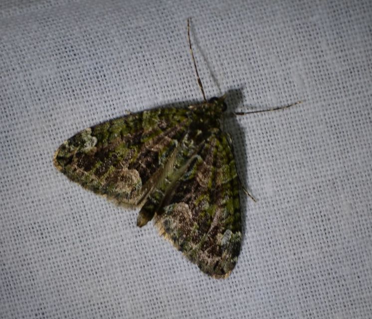 Chloroclysta siterata - salátazöld araszoló
